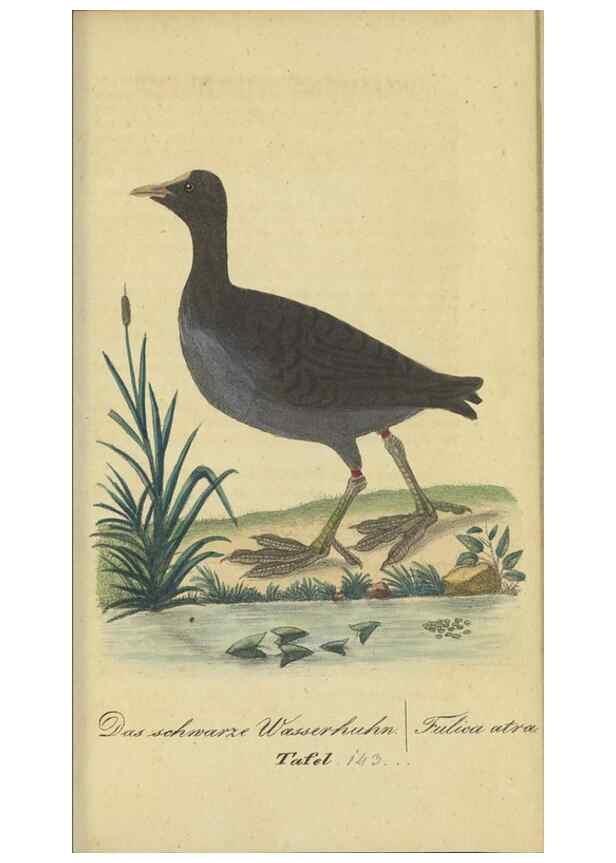 Reproducción/Reproduction 47803759552: Fauna Boica oder gemeinnützige Naturgeschichte der Thiere Bayerns.. Nürnberg :In der E.H. Zeh'schen Buchhandlung,1835.. 
