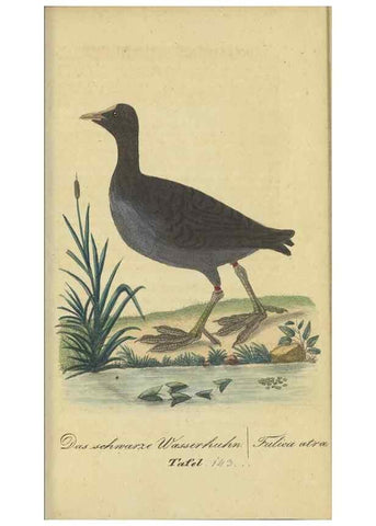 Reproducción/Reproduction 47803759552: Fauna Boica oder gemeinnützige Naturgeschichte der Thiere Bayerns.. Nürnberg :In der E.H. Zeh'schen Buchhandlung,1835.. 