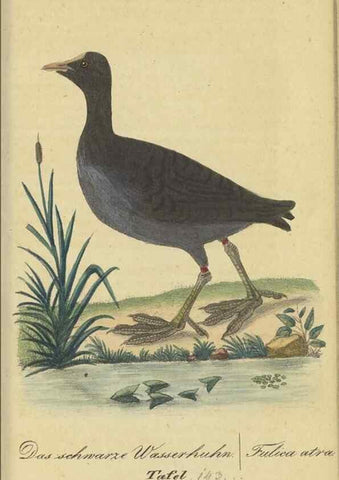 Reproducción/Reproduction 47803759552: Fauna Boica oder gemeinnützige Naturgeschichte der Thiere Bayerns.. Nürnberg :In der E.H. Zeh'schen Buchhandlung,1835.. 