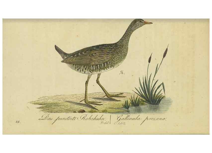 Reproducción/Reproduction 47855937351: Fauna Boica oder gemeinnützige Naturgeschichte der Thiere Bayerns.. Nürnberg :In der E.H. Zeh'schen Buchhandlung,1835.. 