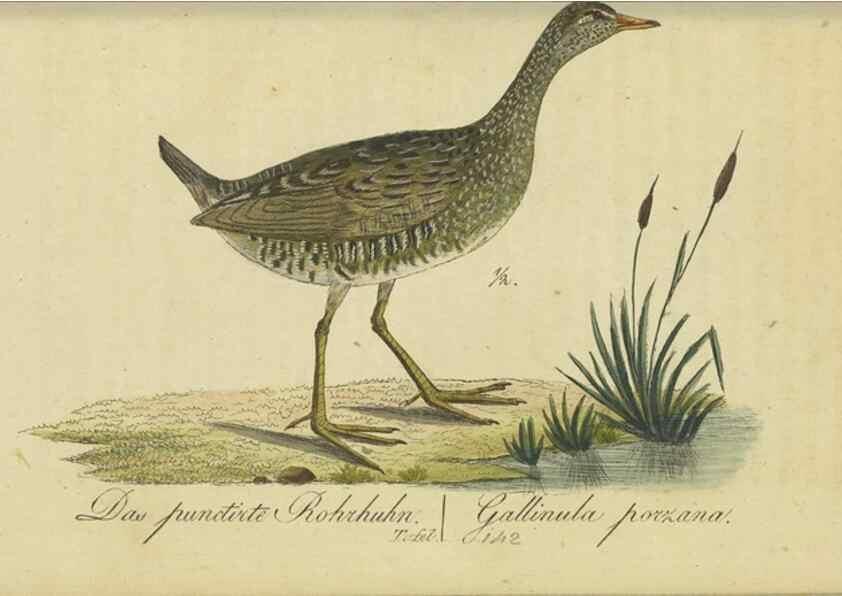 Reproducción/Reproduction 47855937351: Fauna Boica oder gemeinnützige Naturgeschichte der Thiere Bayerns.. Nürnberg :In der E.H. Zeh'schen Buchhandlung,1835.. 