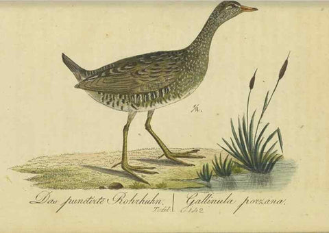 Reproducción/Reproduction 47855937351: Fauna Boica oder gemeinnützige Naturgeschichte der Thiere Bayerns.. Nürnberg :In der E.H. Zeh'schen Buchhandlung,1835.. 