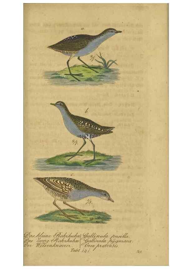 Reproducción/Reproduction 46939656375: Fauna Boica oder gemeinnützige Naturgeschichte der Thiere Bayerns.. Nürnberg :In der E.H. Zeh'schen Buchhandlung,1835.. 
