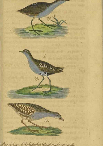Reproducción/Reproduction 46939656375: Fauna Boica oder gemeinnützige Naturgeschichte der Thiere Bayerns.. Nürnberg :In der E.H. Zeh'schen Buchhandlung,1835.. 