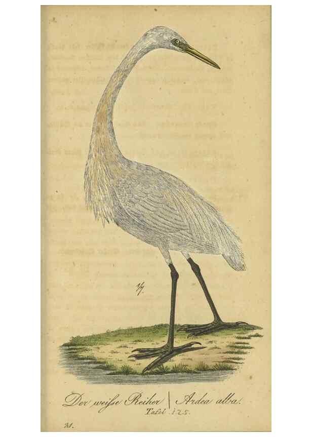Reproducción/Reproduction 32911805297: Fauna Boica oder gemeinnützige Naturgeschichte der Thiere Bayerns.. Nürnberg :In der E.H. Zeh'schen Buchhandlung,1835.. 
