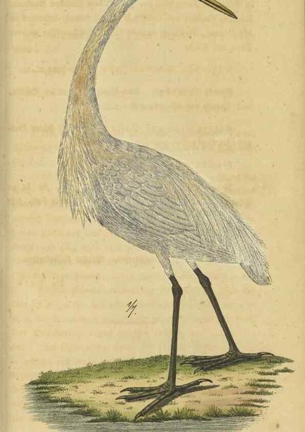 Reproducción/Reproduction 32911805297: Fauna Boica oder gemeinnützige Naturgeschichte der Thiere Bayerns.. Nürnberg :In der E.H. Zeh'schen Buchhandlung,1835.. 