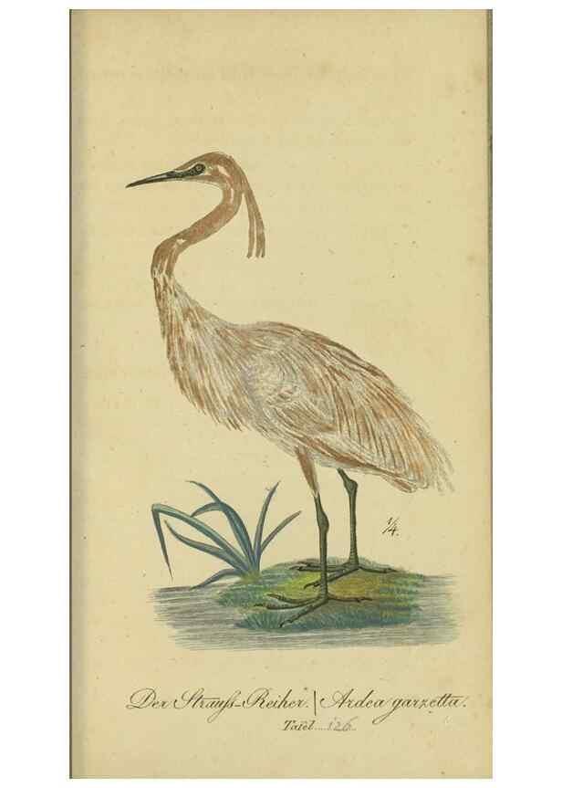 Reproducción/Reproduction 47855926321: Fauna Boica oder gemeinnützige Naturgeschichte der Thiere Bayerns.. Nürnberg :In der E.H. Zeh'schen Buchhandlung,1835.. 