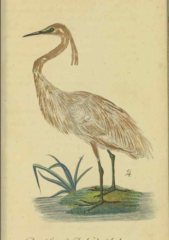Reproducción/Reproduction 47855926321: Fauna Boica oder gemeinnützige Naturgeschichte der Thiere Bayerns.. Nürnberg :In der E.H. Zeh'schen Buchhandlung,1835.. 