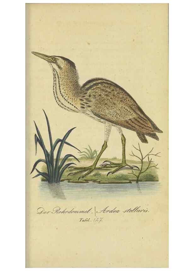 Reproducción/Reproduction 33978606178: Fauna Boica oder gemeinnützige Naturgeschichte der Thiere Bayerns.. Nürnberg :In der E.H. Zeh'schen Buchhandlung,1835.. 