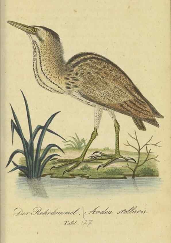 Reproducción/Reproduction 33978606178: Fauna Boica oder gemeinnützige Naturgeschichte der Thiere Bayerns.. Nürnberg :In der E.H. Zeh'schen Buchhandlung,1835.. 
