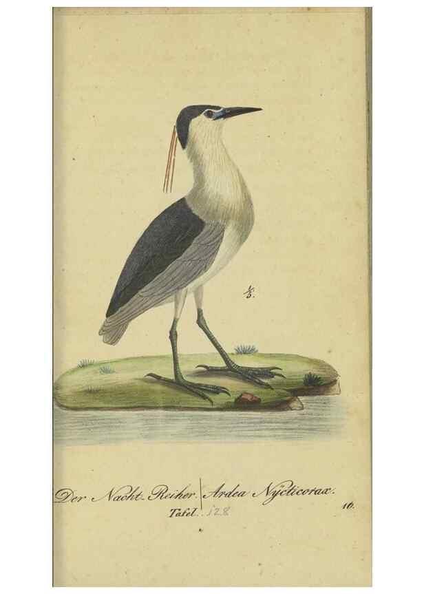 Reproducción/Reproduction 40889307273: Fauna Boica oder gemeinnützige Naturgeschichte der Thiere Bayerns.. Nürnberg :In der E.H. Zeh'schen Buchhandlung,1835.. 