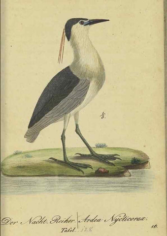 Reproducción/Reproduction 40889307273: Fauna Boica oder gemeinnützige Naturgeschichte der Thiere Bayerns.. Nürnberg :In der E.H. Zeh'schen Buchhandlung,1835.. 