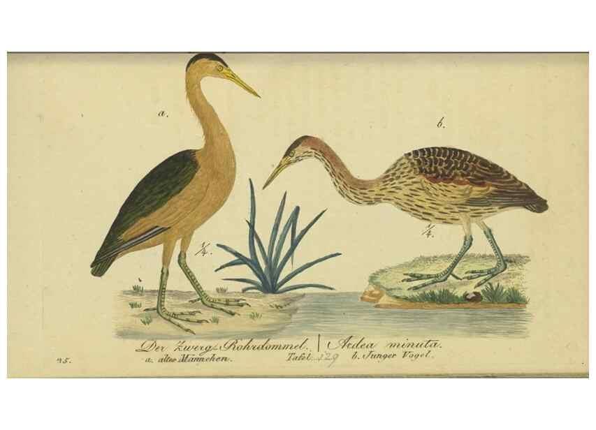 Reproducción/Reproduction 47066491644: Fauna Boica oder gemeinnützige Naturgeschichte der Thiere Bayerns.. Nürnberg :In der E.H. Zeh'schen Buchhandlung,1835.. 