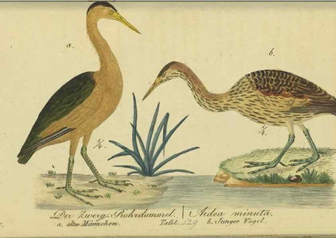 Reproducción/Reproduction 47066491644: Fauna Boica oder gemeinnützige Naturgeschichte der Thiere Bayerns.. Nürnberg :In der E.H. Zeh'schen Buchhandlung,1835.. 