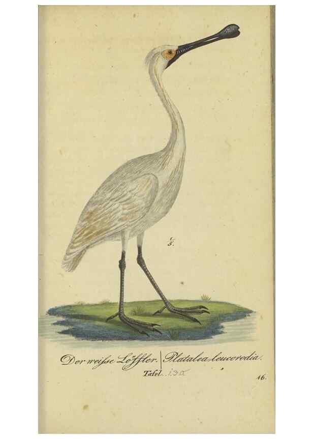 Reproducción/Reproduction 32911808037: Fauna Boica oder gemeinnützige Naturgeschichte der Thiere Bayerns.. Nürnberg :In der E.H. Zeh'schen Buchhandlung,1835.. 