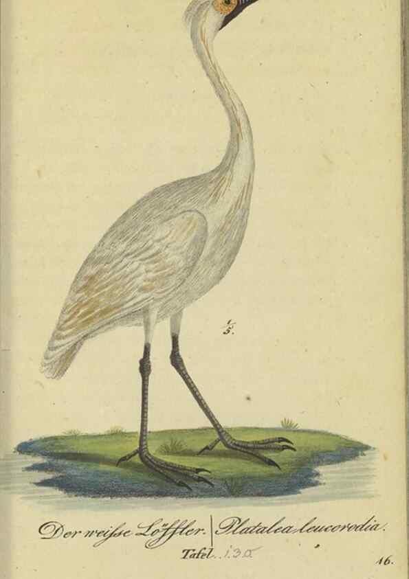 Reproducción/Reproduction 32911808037: Fauna Boica oder gemeinnützige Naturgeschichte der Thiere Bayerns.. Nürnberg :In der E.H. Zeh'schen Buchhandlung,1835.. 