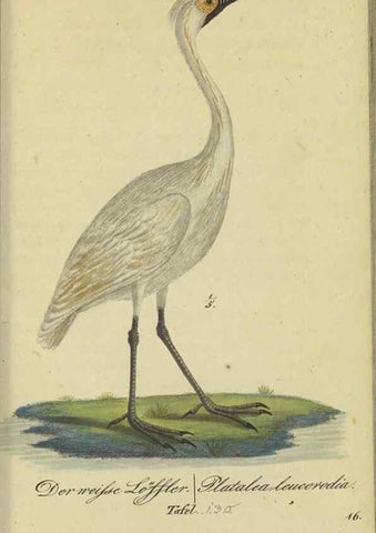 Reproducción/Reproduction 32911808037: Fauna Boica oder gemeinnützige Naturgeschichte der Thiere Bayerns.. Nürnberg :In der E.H. Zeh'schen Buchhandlung,1835.. 