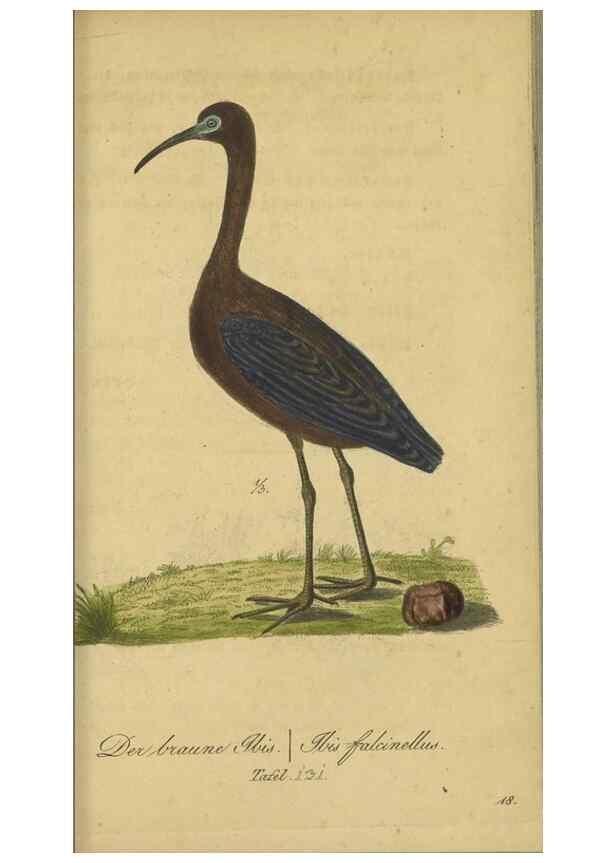 Reproducción/Reproduction 47066492354: Fauna Boica oder gemeinnützige Naturgeschichte der Thiere Bayerns.. Nürnberg :In der E.H. Zeh'schen Buchhandlung,1835.. 