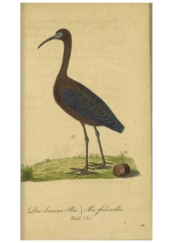 Reproducción/Reproduction 47066492354: Fauna Boica oder gemeinnützige Naturgeschichte der Thiere Bayerns.. Nürnberg :In der E.H. Zeh'schen Buchhandlung,1835.. 