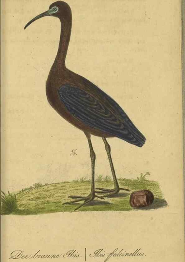 Reproducción/Reproduction 47066492354: Fauna Boica oder gemeinnützige Naturgeschichte der Thiere Bayerns.. Nürnberg :In der E.H. Zeh'schen Buchhandlung,1835.. 