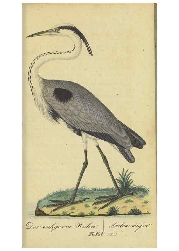 Reproducción/Reproduction 40889303063: Fauna Boica oder gemeinnützige Naturgeschichte der Thiere Bayerns.. Nürnberg :In der E.H. Zeh'schen Buchhandlung,1835.. 