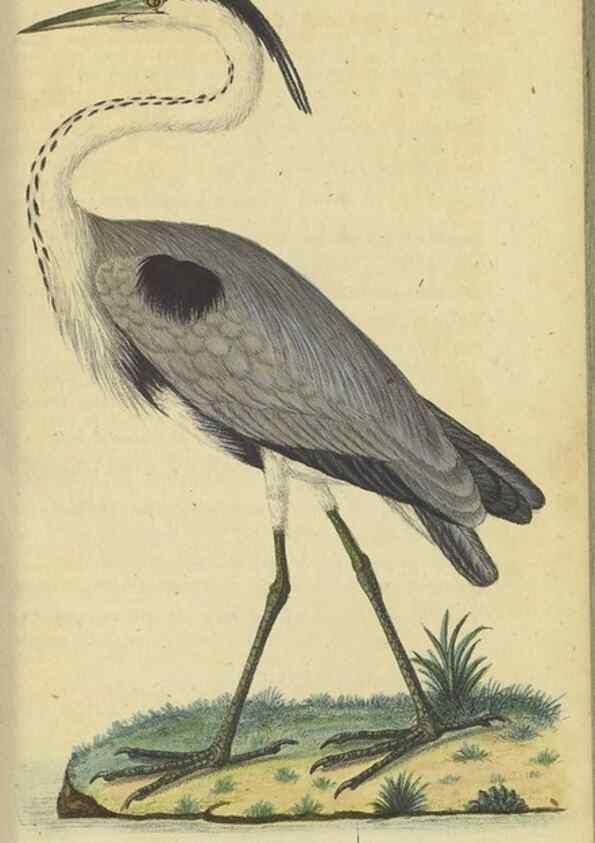 Reproducción/Reproduction 40889303063: Fauna Boica oder gemeinnützige Naturgeschichte der Thiere Bayerns.. Nürnberg :In der E.H. Zeh'schen Buchhandlung,1835.. 