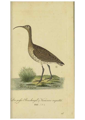 Reproducción/Reproduction 47066492804: Fauna Boica oder gemeinnützige Naturgeschichte der Thiere Bayerns.. Nürnberg :In der E.H. Zeh'schen Buchhandlung,1835.. 