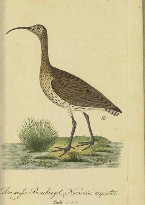 Reproducción/Reproduction 47066492804: Fauna Boica oder gemeinnützige Naturgeschichte der Thiere Bayerns.. Nürnberg :In der E.H. Zeh'schen Buchhandlung,1835.. 