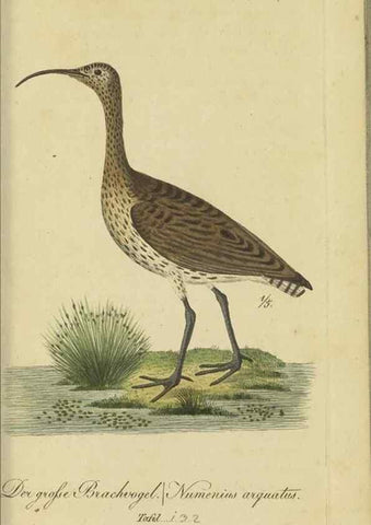Reproducción/Reproduction 47066492804: Fauna Boica oder gemeinnützige Naturgeschichte der Thiere Bayerns.. Nürnberg :In der E.H. Zeh'schen Buchhandlung,1835.. 