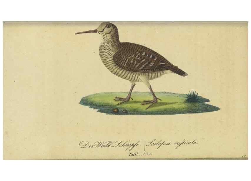 Reproducción/Reproduction 47803755272: Fauna Boica oder gemeinnützige Naturgeschichte der Thiere Bayerns.. Nürnberg :In der E.H. Zeh'schen Buchhandlung,1835.. 