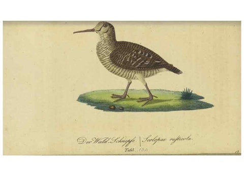 Reproducción/Reproduction 47803755272: Fauna Boica oder gemeinnützige Naturgeschichte der Thiere Bayerns.. Nürnberg :In der E.H. Zeh'schen Buchhandlung,1835.. 