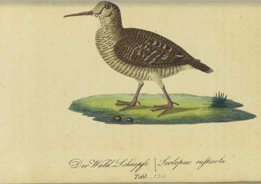 Reproducción/Reproduction 47803755272: Fauna Boica oder gemeinnützige Naturgeschichte der Thiere Bayerns.. Nürnberg :In der E.H. Zeh'schen Buchhandlung,1835.. 