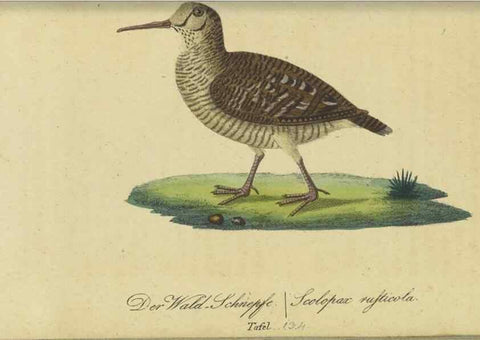 Reproducción/Reproduction 47803755272: Fauna Boica oder gemeinnützige Naturgeschichte der Thiere Bayerns.. Nürnberg :In der E.H. Zeh'schen Buchhandlung,1835.. 