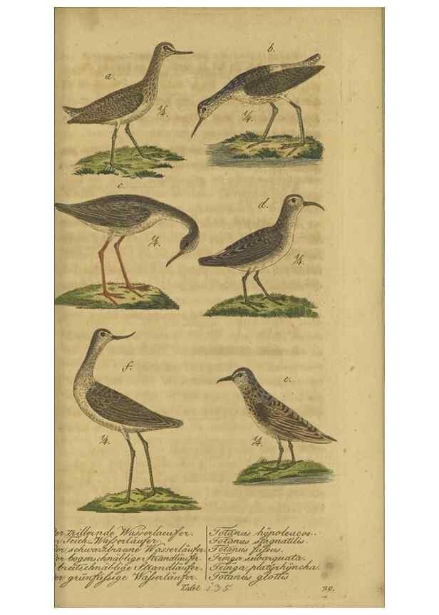 Reproducción/Reproduction 32911810687: Fauna Boica oder gemeinnützige Naturgeschichte der Thiere Bayerns.. Nürnberg :In der E.H. Zeh'schen Buchhandlung,1835.. 