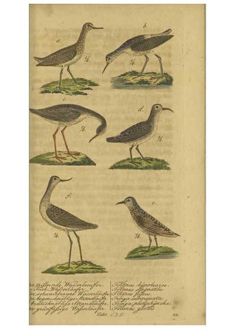 Reproducción/Reproduction 32911810687: Fauna Boica oder gemeinnützige Naturgeschichte der Thiere Bayerns.. Nürnberg :In der E.H. Zeh'schen Buchhandlung,1835.. 