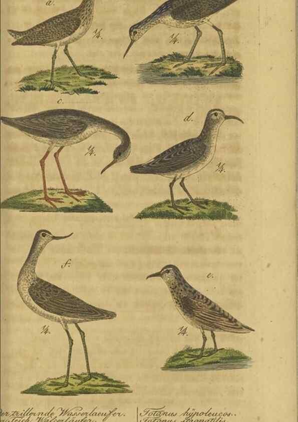 Reproducción/Reproduction 32911810687: Fauna Boica oder gemeinnützige Naturgeschichte der Thiere Bayerns.. Nürnberg :In der E.H. Zeh'schen Buchhandlung,1835.. 