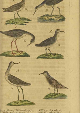 Reproducción/Reproduction 32911810687: Fauna Boica oder gemeinnützige Naturgeschichte der Thiere Bayerns.. Nürnberg :In der E.H. Zeh'schen Buchhandlung,1835.. 