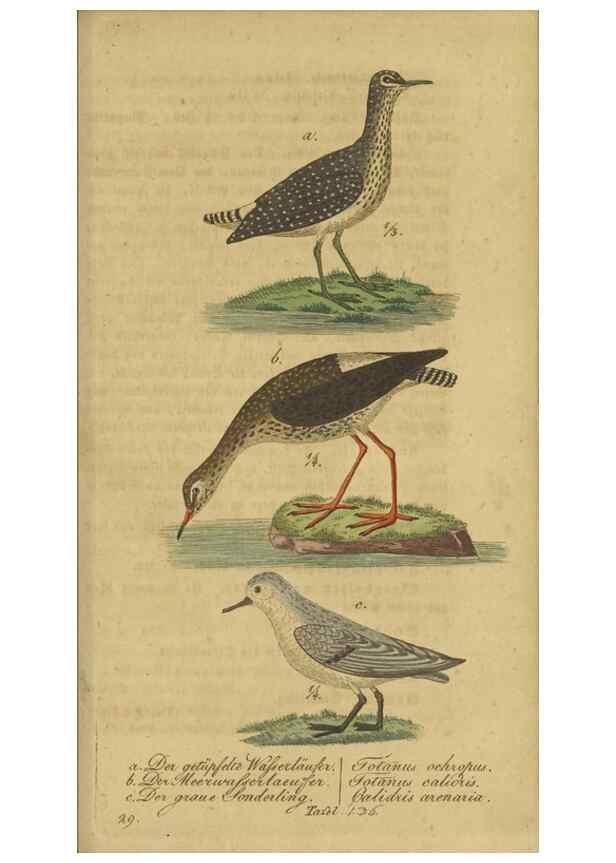 Reproducción/Reproduction 47803756042: Fauna Boica oder gemeinnützige Naturgeschichte der Thiere Bayerns.. Nürnberg :In der E.H. Zeh'schen Buchhandlung,1835.. 