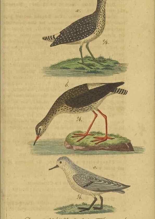 Reproducción/Reproduction 47803756042: Fauna Boica oder gemeinnützige Naturgeschichte der Thiere Bayerns.. Nürnberg :In der E.H. Zeh'schen Buchhandlung,1835.. 