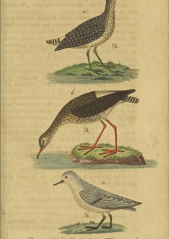 Reproducción/Reproduction 47803756042: Fauna Boica oder gemeinnützige Naturgeschichte der Thiere Bayerns.. Nürnberg :In der E.H. Zeh'schen Buchhandlung,1835.. 