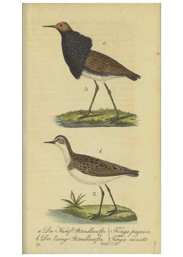 Reproducción/Reproduction 33978614198: Fauna Boica oder gemeinnützige Naturgeschichte der Thiere Bayerns.. Nürnberg :In der E.H. Zeh'schen Buchhandlung,1835.. 
