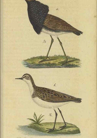 Reproducción/Reproduction 33978614198: Fauna Boica oder gemeinnützige Naturgeschichte der Thiere Bayerns.. Nürnberg :In der E.H. Zeh'schen Buchhandlung,1835.. 
