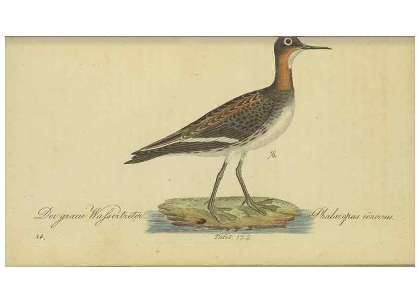 Reproducción/Reproduction 47803756842: Fauna Boica oder gemeinnützige Naturgeschichte der Thiere Bayerns.. Nürnberg :In der E.H. Zeh'schen Buchhandlung,1835.. 