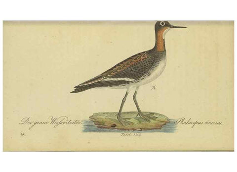 Reproducción/Reproduction 47803756842: Fauna Boica oder gemeinnützige Naturgeschichte der Thiere Bayerns.. Nürnberg :In der E.H. Zeh'schen Buchhandlung,1835.. 