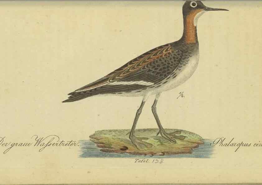 Reproducción/Reproduction 47803756842: Fauna Boica oder gemeinnützige Naturgeschichte der Thiere Bayerns.. Nürnberg :In der E.H. Zeh'schen Buchhandlung,1835.. 