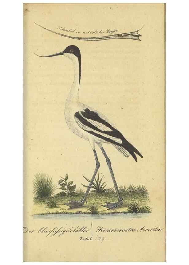 Reproducción/Reproduction 32911812987: Fauna Boica oder gemeinnützige Naturgeschichte der Thiere Bayerns.. Nürnberg :In der E.H. Zeh'schen Buchhandlung,1835.. 