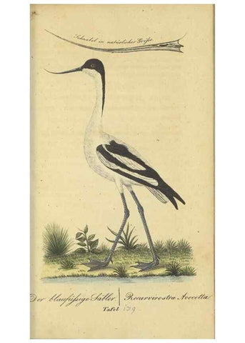 Reproducción/Reproduction 32911812987: Fauna Boica oder gemeinnützige Naturgeschichte der Thiere Bayerns.. Nürnberg :In der E.H. Zeh'schen Buchhandlung,1835.. 