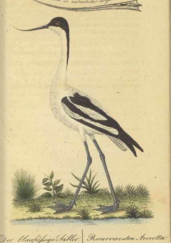 Reproducción/Reproduction 32911812987: Fauna Boica oder gemeinnützige Naturgeschichte der Thiere Bayerns.. Nürnberg :In der E.H. Zeh'schen Buchhandlung,1835.. 