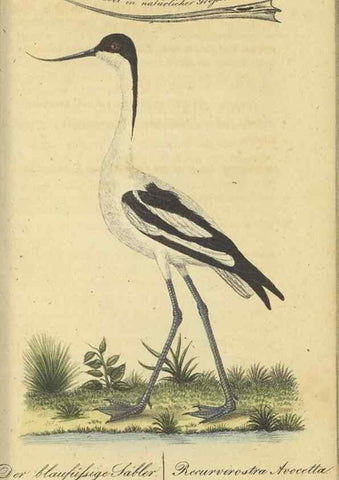 Reproducción/Reproduction 32911812987: Fauna Boica oder gemeinnützige Naturgeschichte der Thiere Bayerns.. Nürnberg :In der E.H. Zeh'schen Buchhandlung,1835.. 