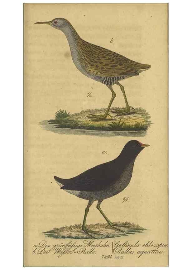Reproducción/Reproduction 47855935591: Fauna Boica oder gemeinnützige Naturgeschichte der Thiere Bayerns.. Nürnberg :In der E.H. Zeh'schen Buchhandlung,1835.. 